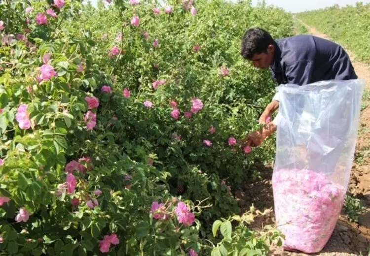 اینجا کارگری برای چیدن گل وجود ندارد