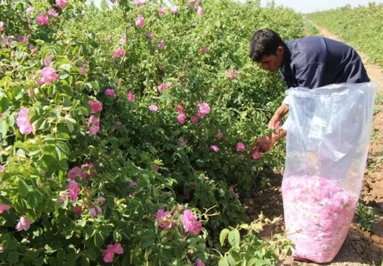 اینجا کارگری برای چیدن گل وجود ندارد