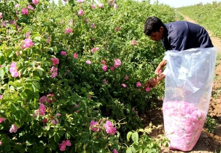 اینجا کارگری برای چیدن گل وجود ندارد
