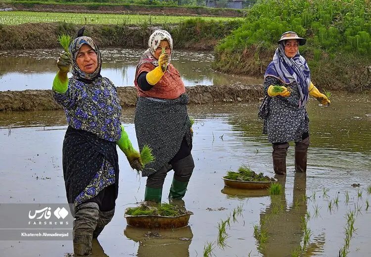 نشاکاری در شالی