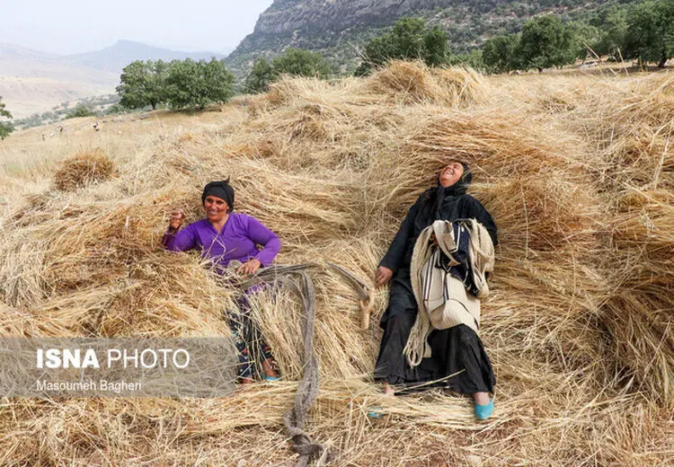زنان گندم‌کار