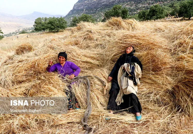 زنان گندم‌کار