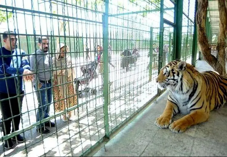 تعلیق فعالیت ۴ باغ‌وحش کشور به دلیل شرایط نامناسب