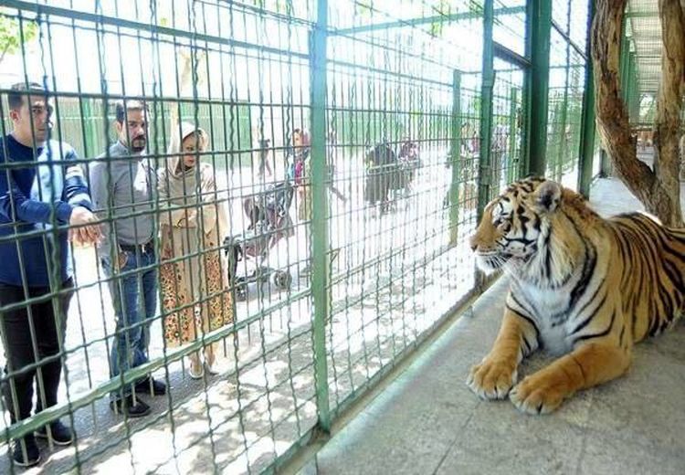 تعلیق فعالیت ۴ باغ‌وحش کشور به دلیل شرایط نامناسب