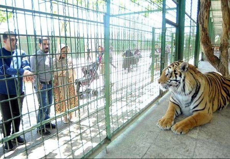 تعلیق فعالیت ۴ باغ‌وحش کشور به دلیل شرایط نامناسب