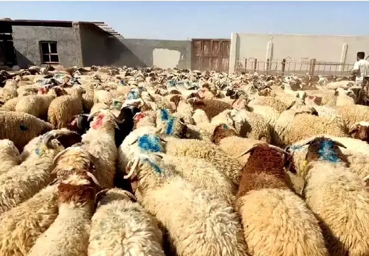 اعلام قیمت دام زنده در آستانه عید قربان