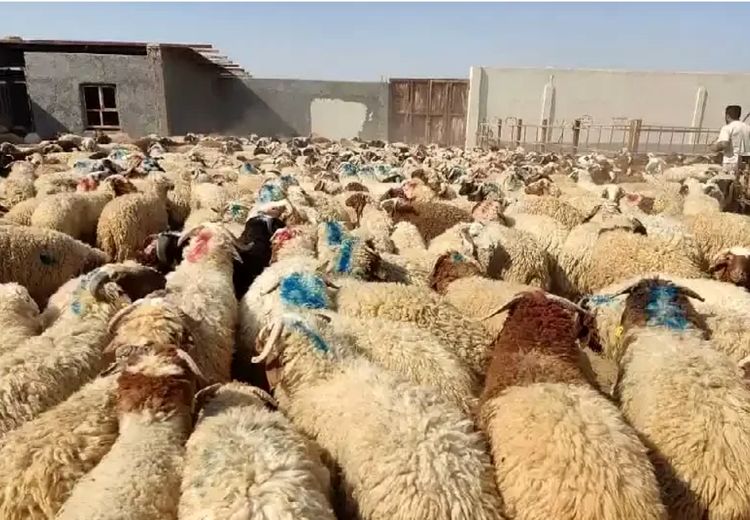 هر روز ۵ هزار گوسفند فقط به عمان قاچاق می‌شود!