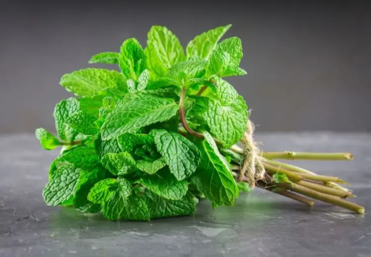 با این برگ معطر به جنگ سرماخوردگی بروید