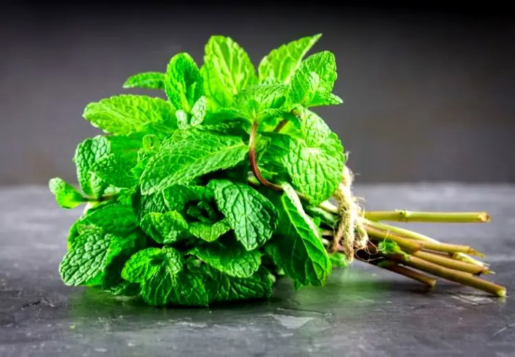 با این برگ معطر به جنگ سرماخوردگی بروید