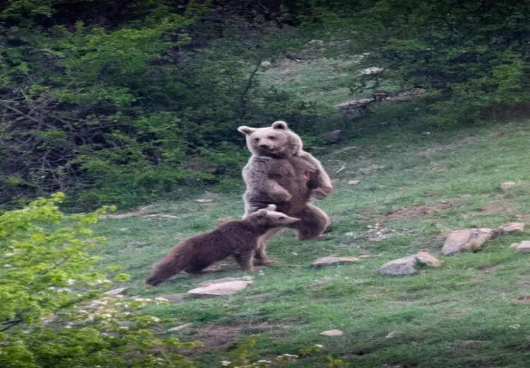 عکسی متفاوت از خرس مازندران