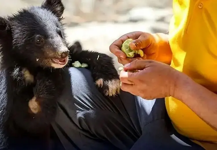 چوب حراج در کلینیک پردیسان سازمان محیط زیست/ حیوانات پردیسان به باغ‌ وحش‌ها فروخته می‌شوند
