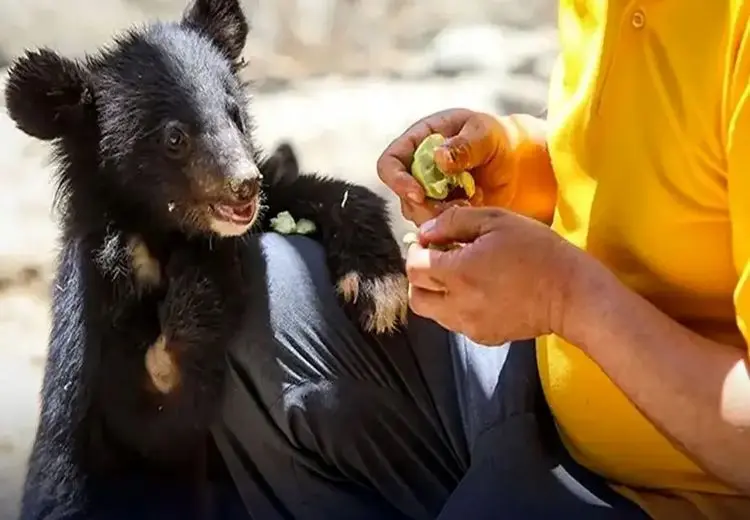 چوب حراج در کلینیک پردیسان سازمان محیط زیست/ حیوانات پردیسان به باغ‌ وحش‌ها فروخته می‌شوند