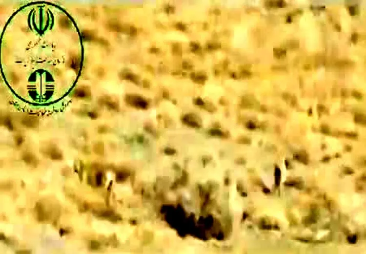  مشاهد دوباره یوزپلنگ مهشاد و ۴ توله‌اش/ فیلم