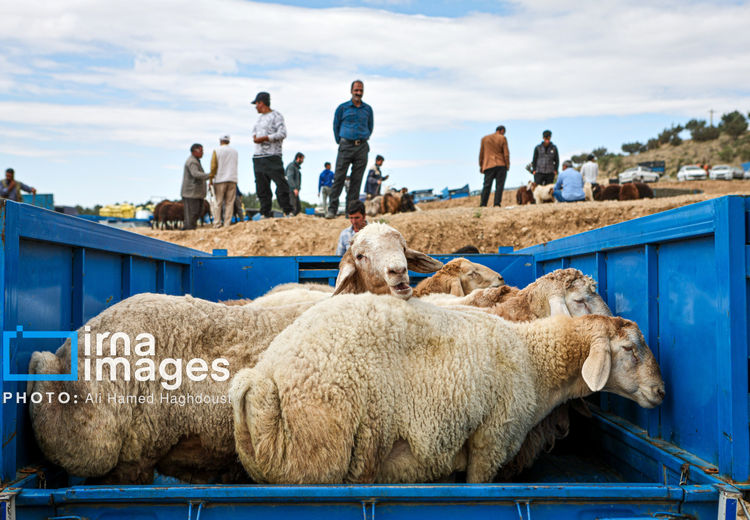 افزایش قیمت گوشت گوسفند و گوساله در پی افزایش قیمت دام زنده