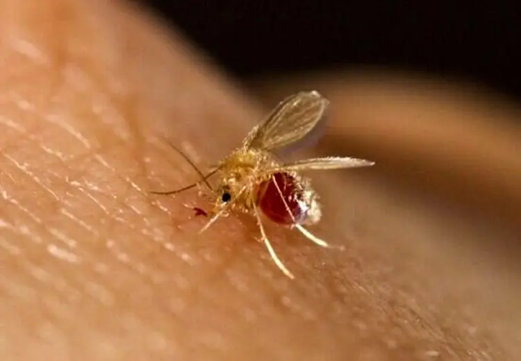 امسال چند نفر به سالک مبتلا شدند؟