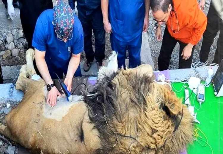 حال شیر نر مشهد چطور است؟