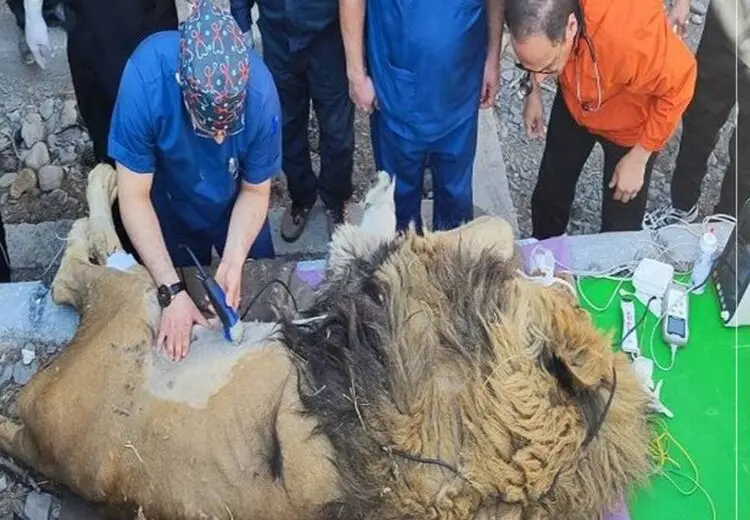 حال شیر نر مشهد چطور است؟