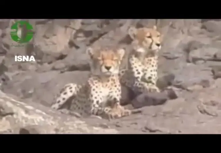  مشاهده ۲ یوزپلنگ آسیایی در سمنان

