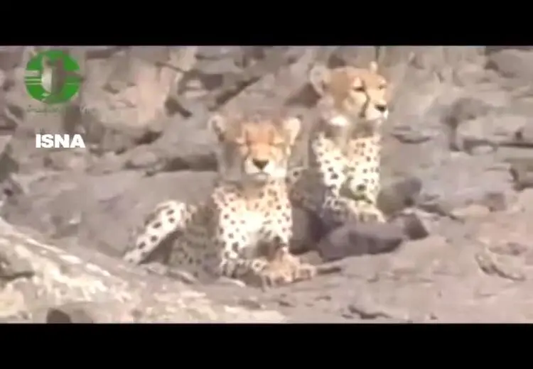  مشاهده ۲ یوزپلنگ آسیایی در سمنان
