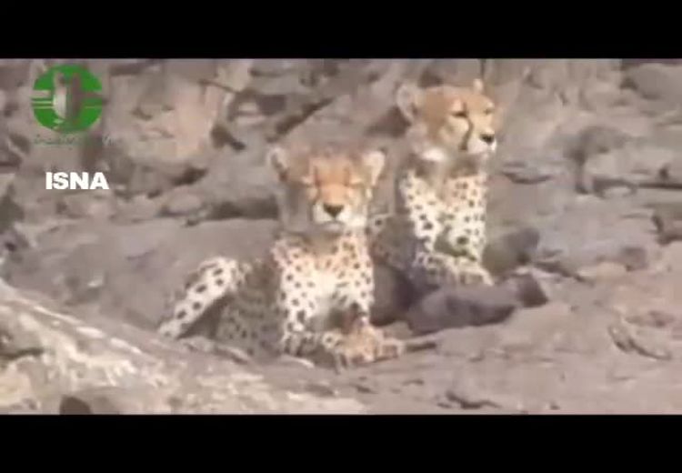  مشاهده ۲ یوزپلنگ آسیایی در سمنان
