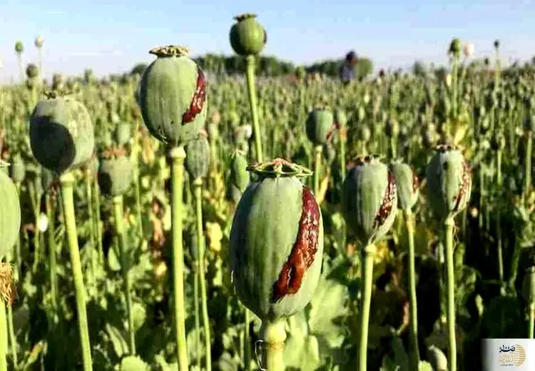 کِشت خشخاش در ایران قانونی شد