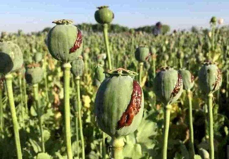 کِشت خشخاش در ایران قانونی شد
