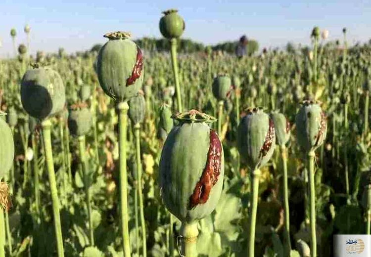 کِشت خشخاش در ایران قانونی شد