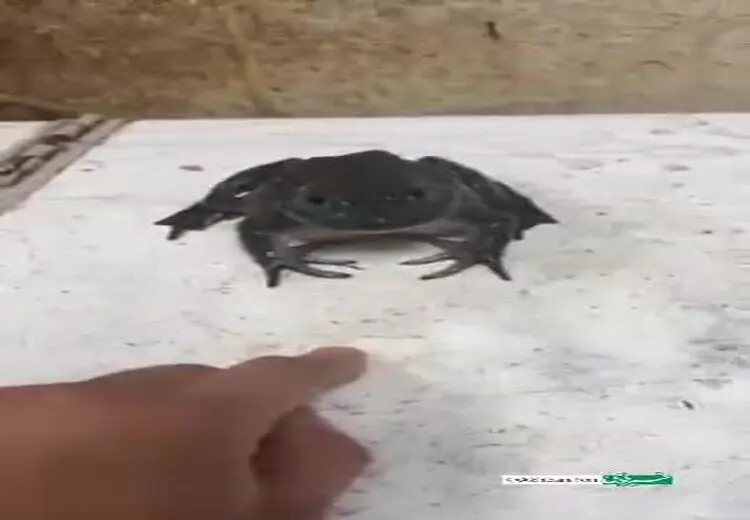 این قورباغه‌ مثل نوزاد انسان گریه می‌کند!/ فیلم