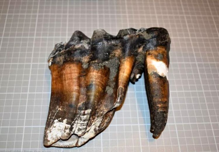 این دندان‌ عجیب مال کیست؟ 