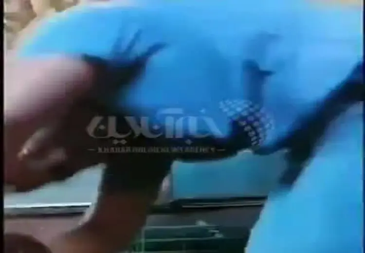 گاز دردناک مار عصبانی روی سر پسر ماجراجو!