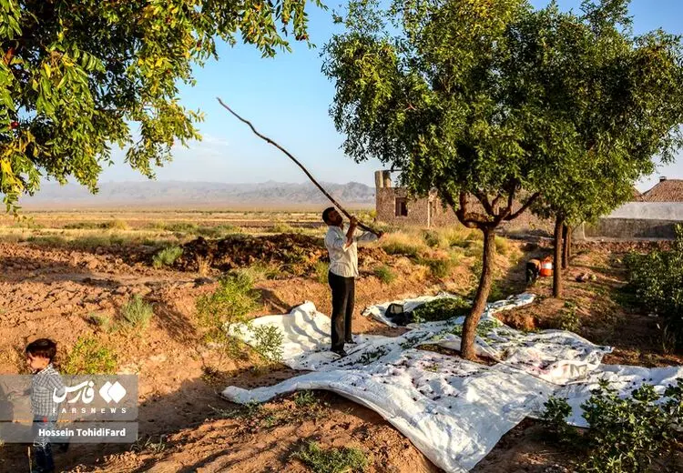 برداشت عناب / عکس