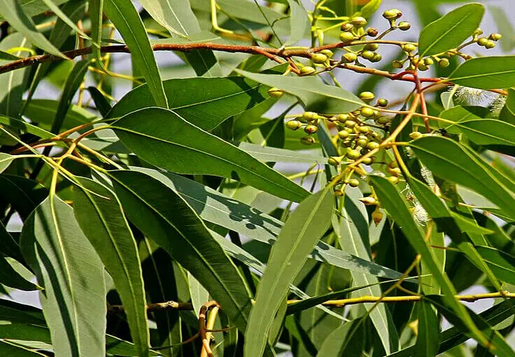 گیاهی ضدعفونی کننده و ضد اسپاسم که برای سرماخوردگی مفید است