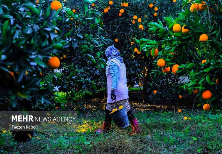 کارگران فصلی و برداشت پرتقال