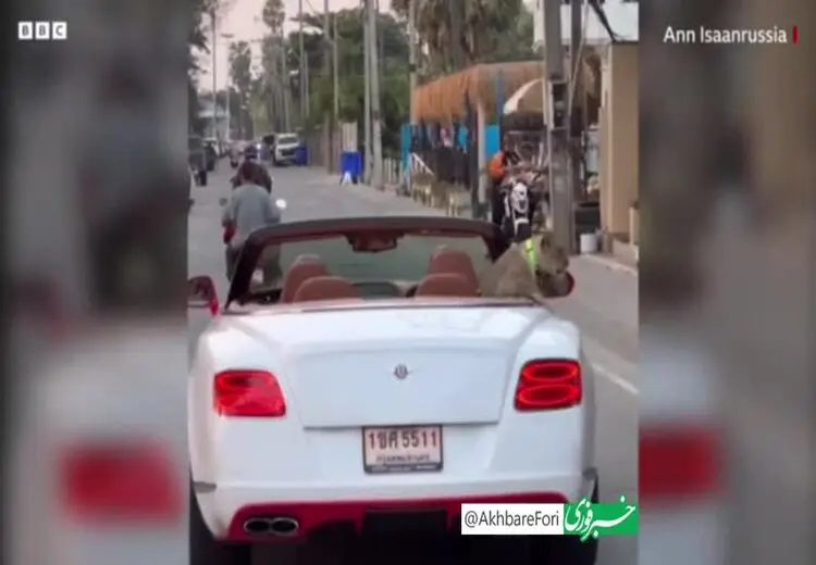 بازداشت زنی که با یک شیر به هواخوری رفت!/ فیلم