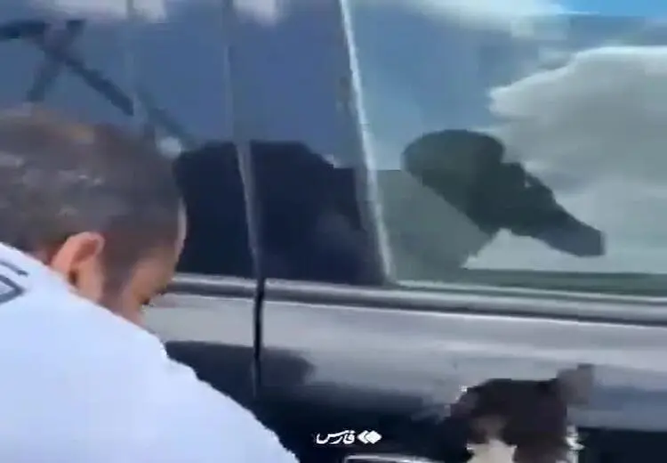 راه حال یک گربه برای زنده ماندن در سیل دبی!