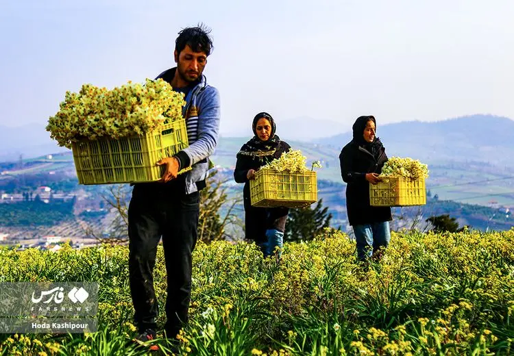 برداشت نرگس مازندرانی / عکس