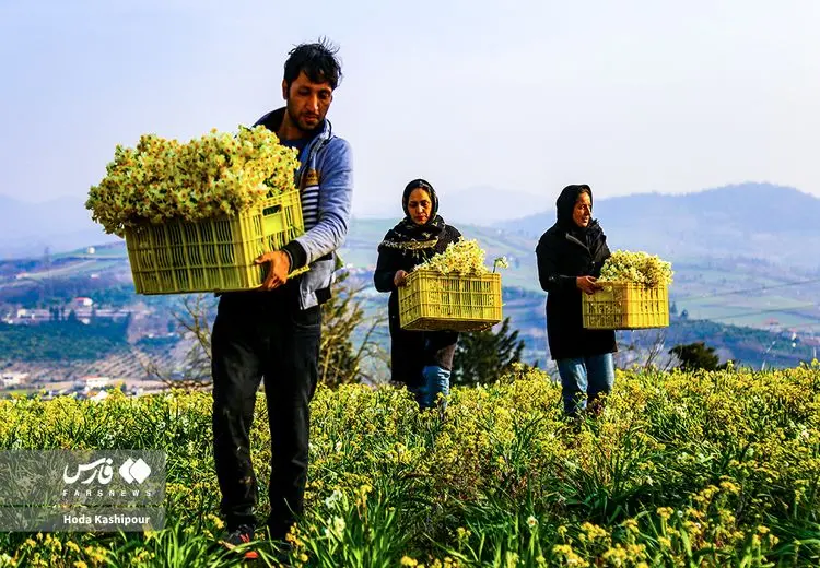 برداشت نرگس مازندرانی / عکس