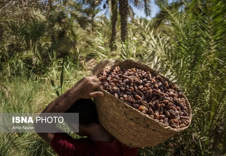 برداشت خرما از نخلستان