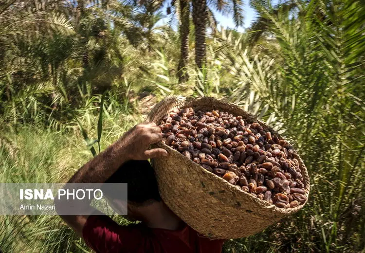 برداشت خرما از نخلستان