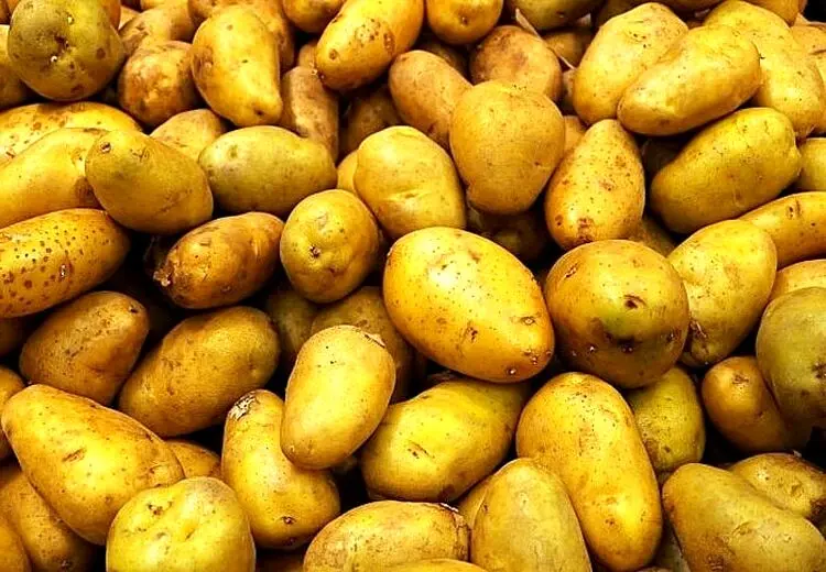 آموزش روش نگهداری از سیب‌زمینی