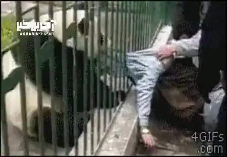 تصاویر حمله پاندا به مردی که به قفسش تکیه داده بود!