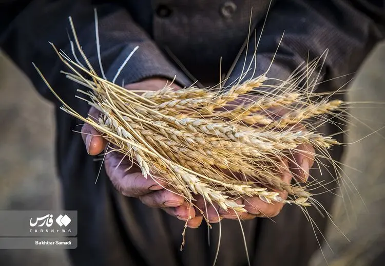قیمت گندم تعیین شد اما اعلام نشد!