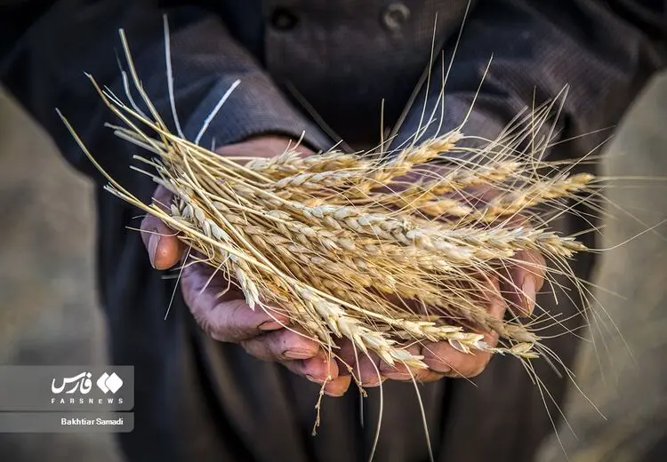 قیمت گندم تعیین شد اما اعلام نشد!