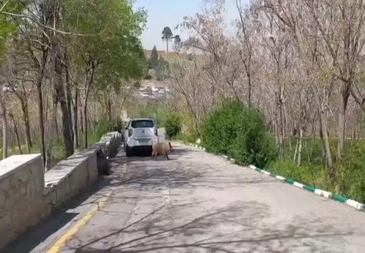 حضور عجیب گراز در بیمارستان لواسانی تهران