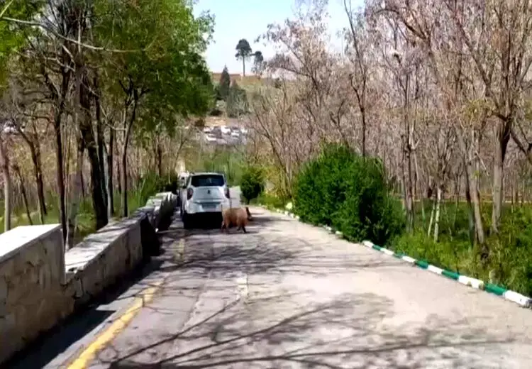 حضور عجیب گراز در بیمارستان لواسانی تهران