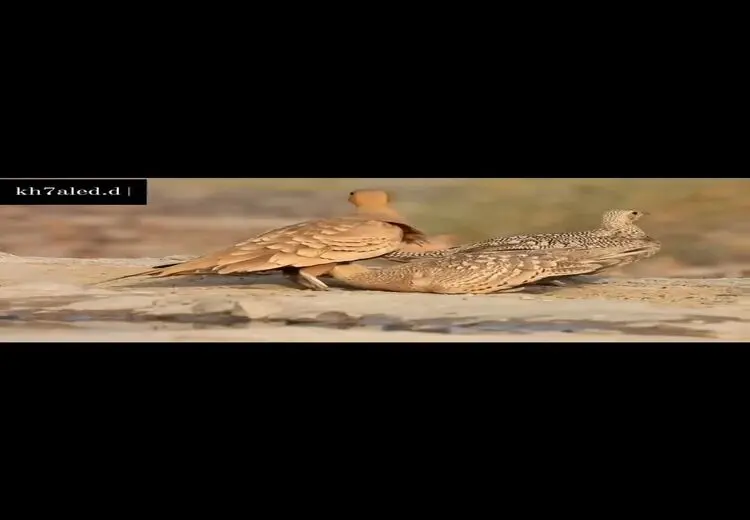 لحظه شگفت‌انگیز آب‌رساندن به جوجه‌ها توسط پدرشان