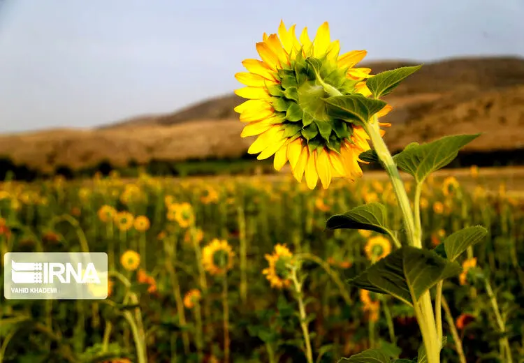 گلهای آفتابگردان