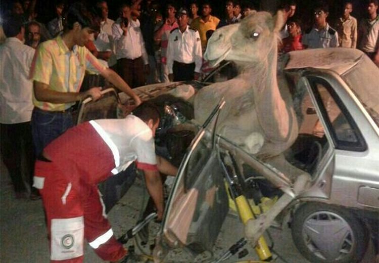  مصدومیت 5 نفر در اثر تصادف دو سواری با دو شتر + عکس