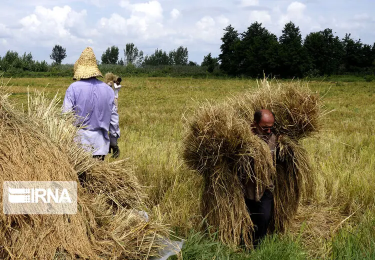 برداشت مکانیزه برنج