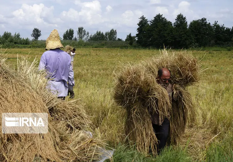 برداشت مکانیزه برنج